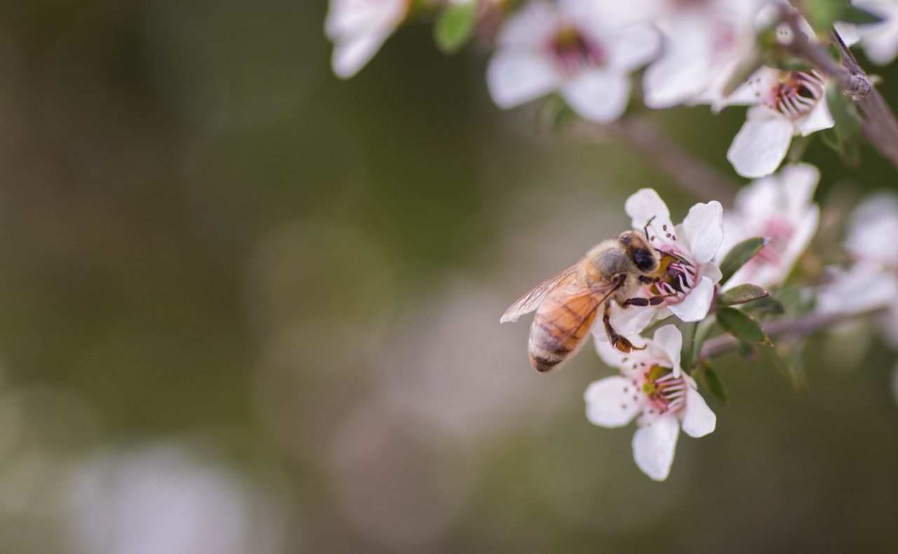 マヌカハニーの効果 効能 Myhoney Journal