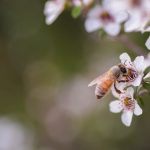 マヌカハニーの効果・効能