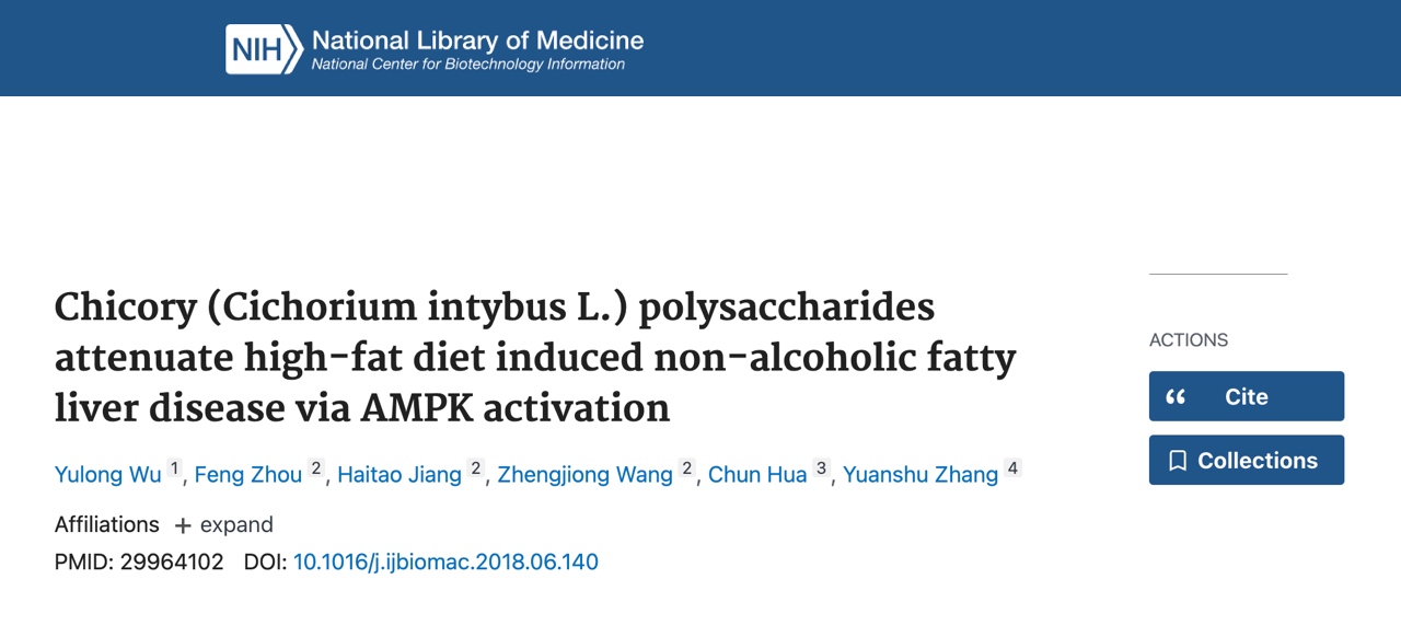 【チコリイヌリンで脂肪肝対策！AMPKのリン酸化が鍵を握る】